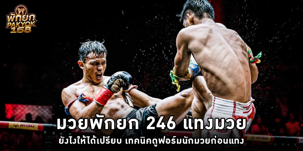 มวยพักยก 246